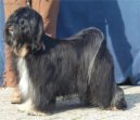 Tibetan Terrier