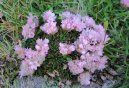 Armeria