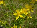 Hypericum perforatum