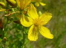 Hypericum perforatum