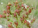 Hypericum perforatum