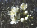 Prunus spinosa L\.