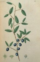 Prunus spinosa L\.