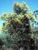 Acacia