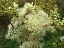 Filipendula ulmaria