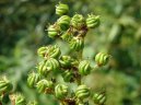 Filipendula ulmaria