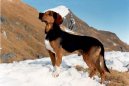 Tiroler Bracke, Tyrolean Hound