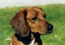 Tiroler Bracke, Tyrolean Hound