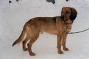 Tiroler Bracke, Tyrolean Hound