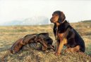 Tiroler Bracke, Tyrolean Hound