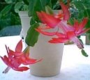 Schlumbergera