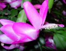 Schlumbergera