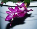 Schlumbergera