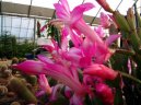 Schlumbergera