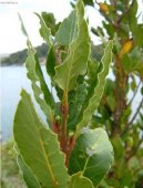 Laurus