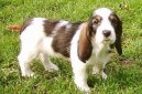 Grand Basset griffon venden, Grand Basset Griffon Vendeen