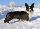 Welsh Corgi Cardigan