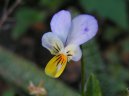 Viola tricolor