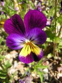 Viola tricolor