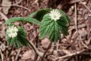 Hydrastis canadensis