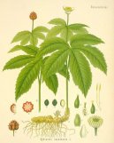 Hydrastis canadensis