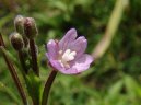 Epilobium parviflorum Schreb