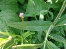 Epilobium parviflorum Schreb