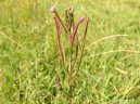 Epilobium parviflorum Schreb