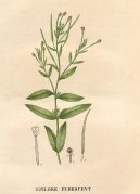 Epilobium parviflorum Schreb