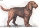 Otterhound