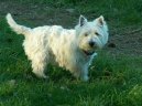 West Highland White Terrier