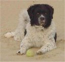 Frisian Water Dog, Wetterhoun