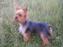 Jorkrsk terier, Yorkshire Terrier,