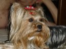 Jorkrsk terier, Yorkshire Terrier,