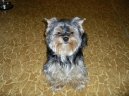 Jorkrsk terier, Yorkshire Terrier,