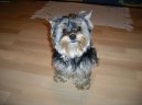 Jorkrsk terier, Yorkshire Terrier,