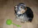 Jorkrsk terier, Yorkshire Terrier,