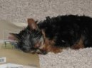 Jorkrsk terier, Yorkshire Terrier,