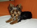 Jorkrsk terier, Yorkshire Terrier,