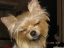 Jorkrsk terier, Yorkshire Terrier,