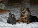 Jorkrsk terier, Yorkshire Terrier,