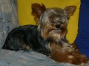 Jorkrsk terier, Yorkshire Terrier,