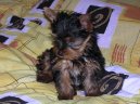 Jorkrsk terier, Yorkshire Terrier,