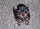 Jorkrsk terier, Yorkshire Terrier,