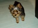 Jorkrsk terier, Yorkshire Terrier,