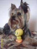 Jorkrsk terier, Yorkshire Terrier,