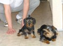 Jorkrsk terier, Yorkshire Terrier,