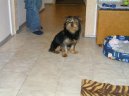 Jorkrsk terier, Yorkshire Terrier,