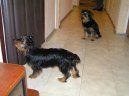 Jorkrsk terier, Yorkshire Terrier,