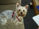 Jorkrsk terier, Yorkshire Terrier,